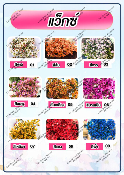 Confirm-Flower.com จำหน่าย ดอกไม้ไทย ดอกไม้นอก ใบไม้ (34)