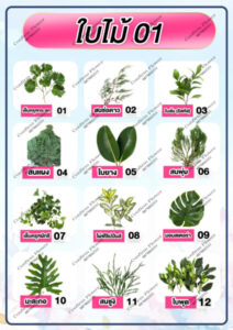 Confirm Flower.com จำหน่าย ดอกไม้ไทย ดอกไม้นอก ใบไม้ 37