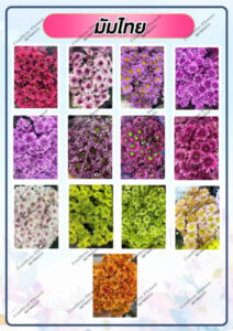 Confirm Flower.com จำหน่าย ดอกไม้ไทย ดอกไม้นอก ใบไม้ 41