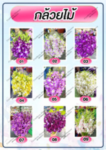 Sitemap แผนผังเว็บไซต์ 6 Confirm Flower.com จำหน่าย ดอกไม้ไทย ดอกไม้นอก ใบไม้ 46