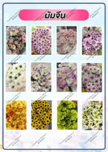 Confirm Flower.com จำหน่าย ดอกไม้ไทย ดอกไม้นอก ใบไม้ 55