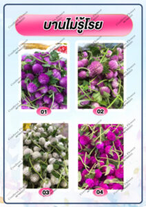 Confirm Flower.com จำหน่าย ดอกไม้ไทย ดอกไม้นอก ใบไม้ 59