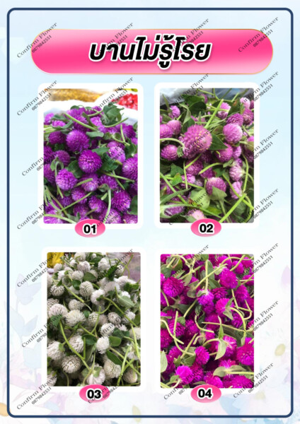 Confirm-Flower.com จำหน่าย ดอกไม้ไทย ดอกไม้นอก ใบไม้ (59)